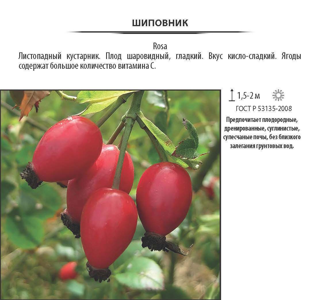 Изображение товара Шиповник Витаминный ВНИВИ V2-3л - полезный плодово-декоративный кустарник