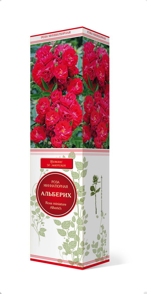 Изображение товара Розы миниатюрные «Альберих»