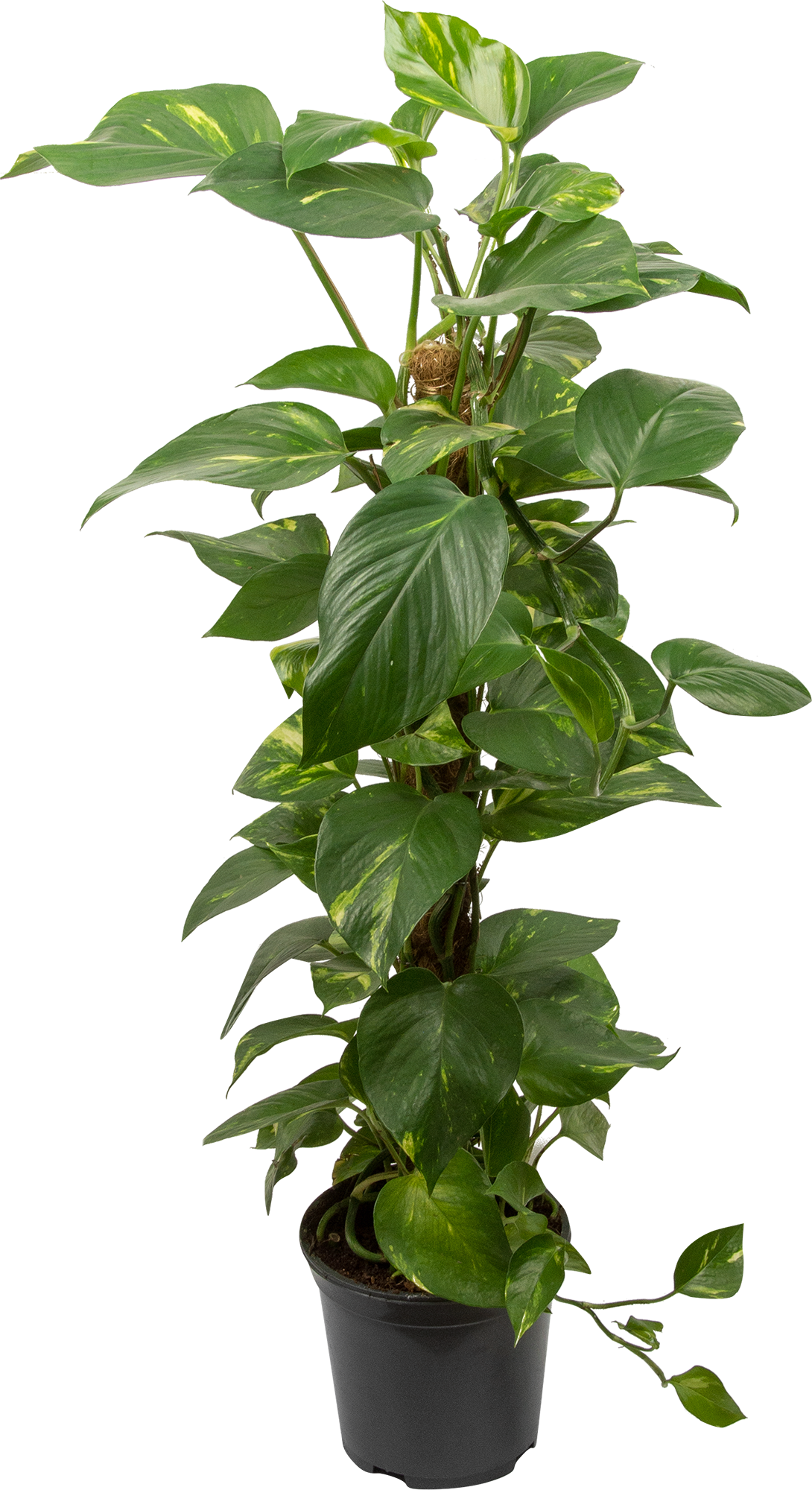 Изображение товара Сциндаптус ø19 h80 см Цветы Московского