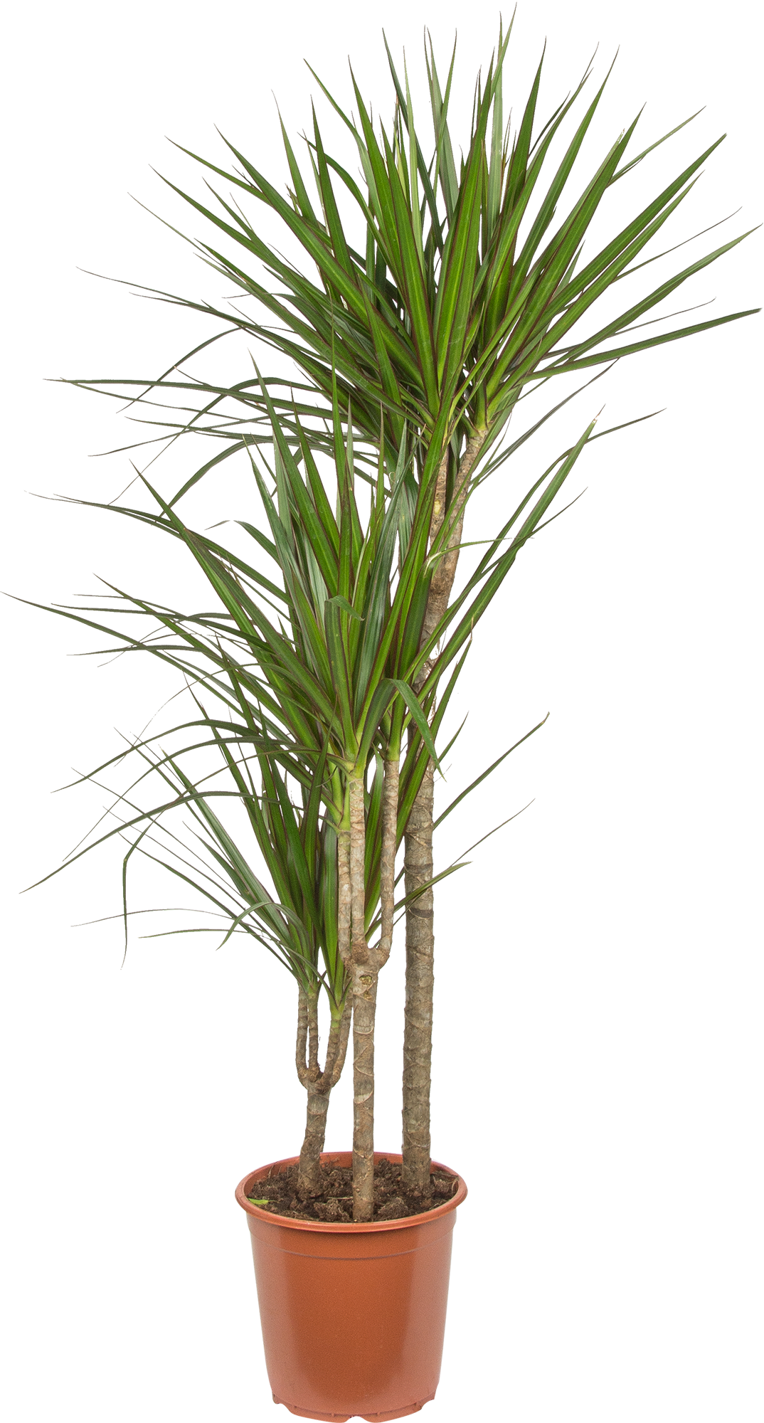 Изображение товара Драцена Маргината Тоеф 3 стрелки 21x95 см