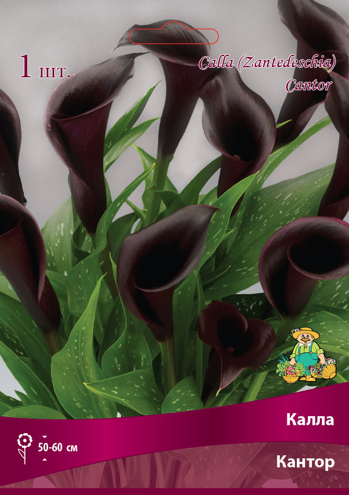 Изображение товара Цветущее растение Калла Кантор 14/16 для солнечного участка — яркий садовый акцент