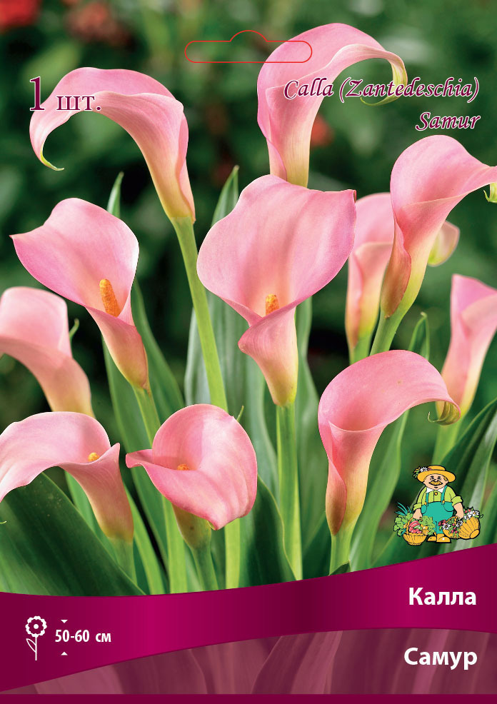 Изображение товара Калла Самур 14/16, 1 шт
