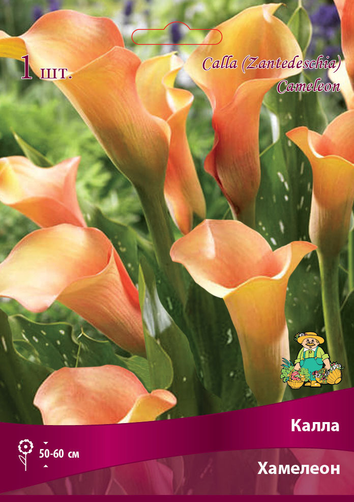 Изображение товара Калла Хамелеон 14/16 - яркое цветущее растение для вашей клумбы