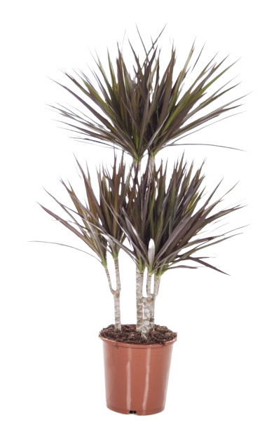 Изображение товара Драцена Марджината 21x110 см Изображение товара Драцена Марджината 21x110 см