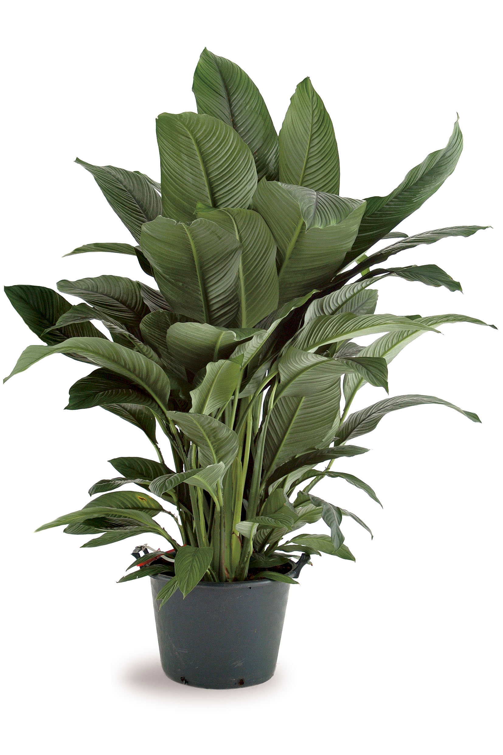 Изображение товара Спатифиллум Сенсейшн белый 24x150 см