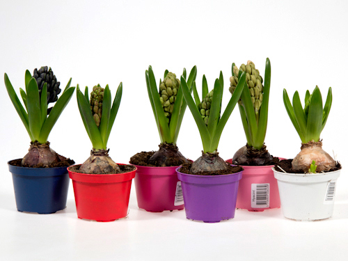 Изображение товара Микс луковичных 9x15 см