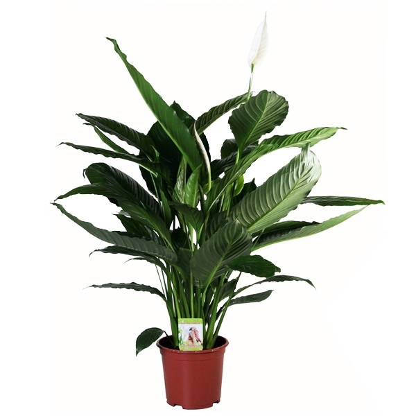 Изображение товара Спатифиллум сенсейшн 24х150 см