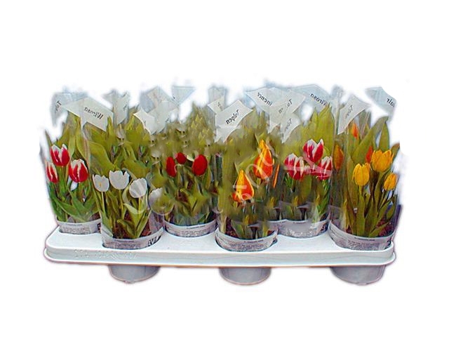 Изображение товара Тюльпан микс 10x25 см