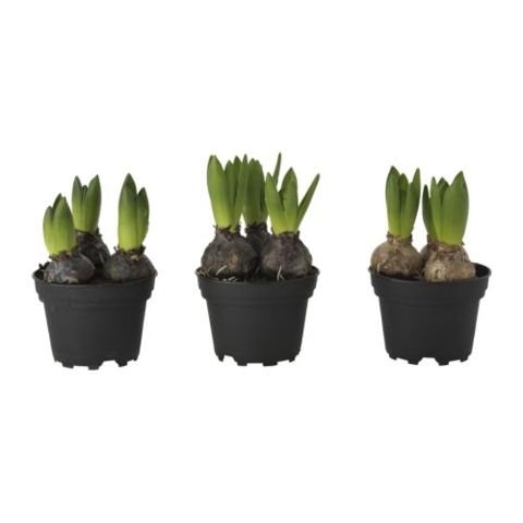 Изображение товара Луковичные цветы микс 9х12 см