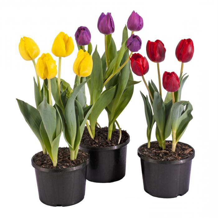 Изображение товара Тюльпан микс 10x25 см