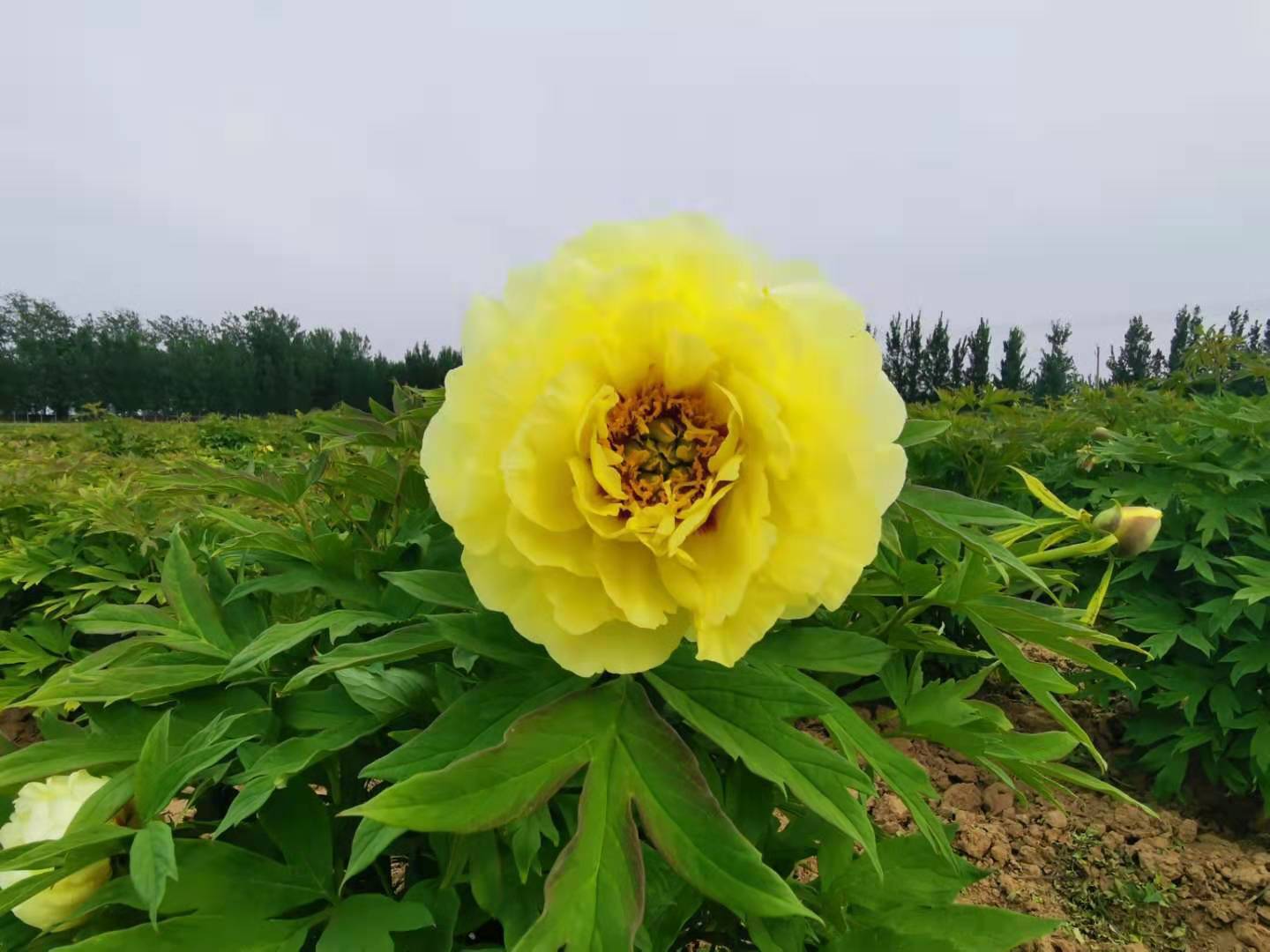 Изображение товара Пион древовидный BLOOMING LIFE Полуденный Зной для горшка Изображение товара Пион древовидный BLOOMING LIFE Полуденный Зной для горшка