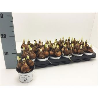 Изображение товара Нарцисс Тет-а-тет 9x15 см