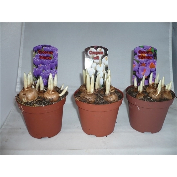 Изображение товара Крокус микс d9 h15