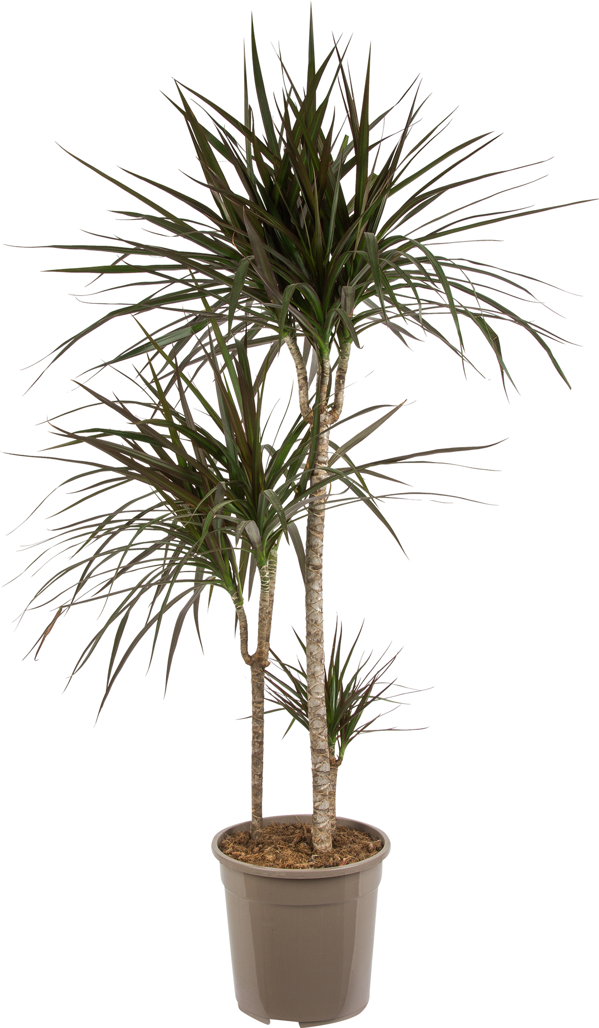 Изображение товара Драцена Маргината 3 стрелки 24x120 см