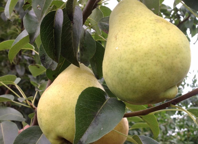 Изображение товара Груша «Просто Мария» C4 высота 140 см