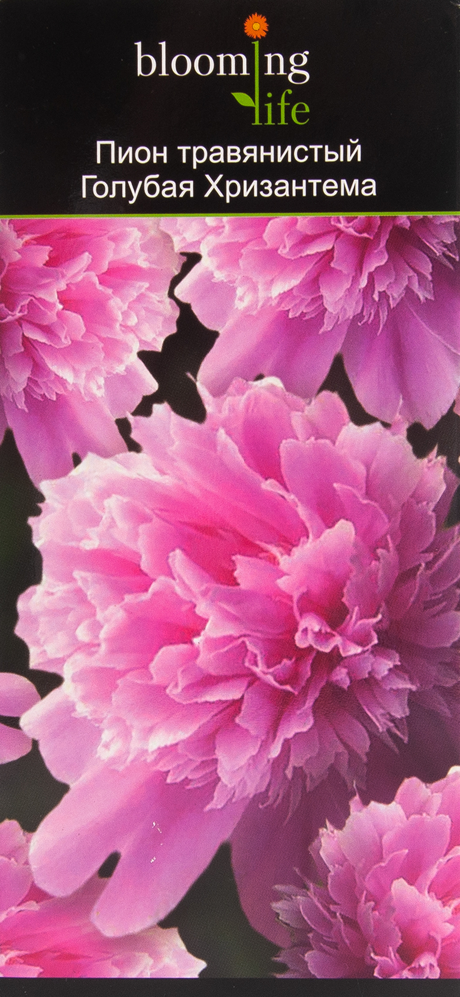 Изображение товара Пион травянистый BLOOMING LIFE Голубая Хризантема — яркое цветущее растение
