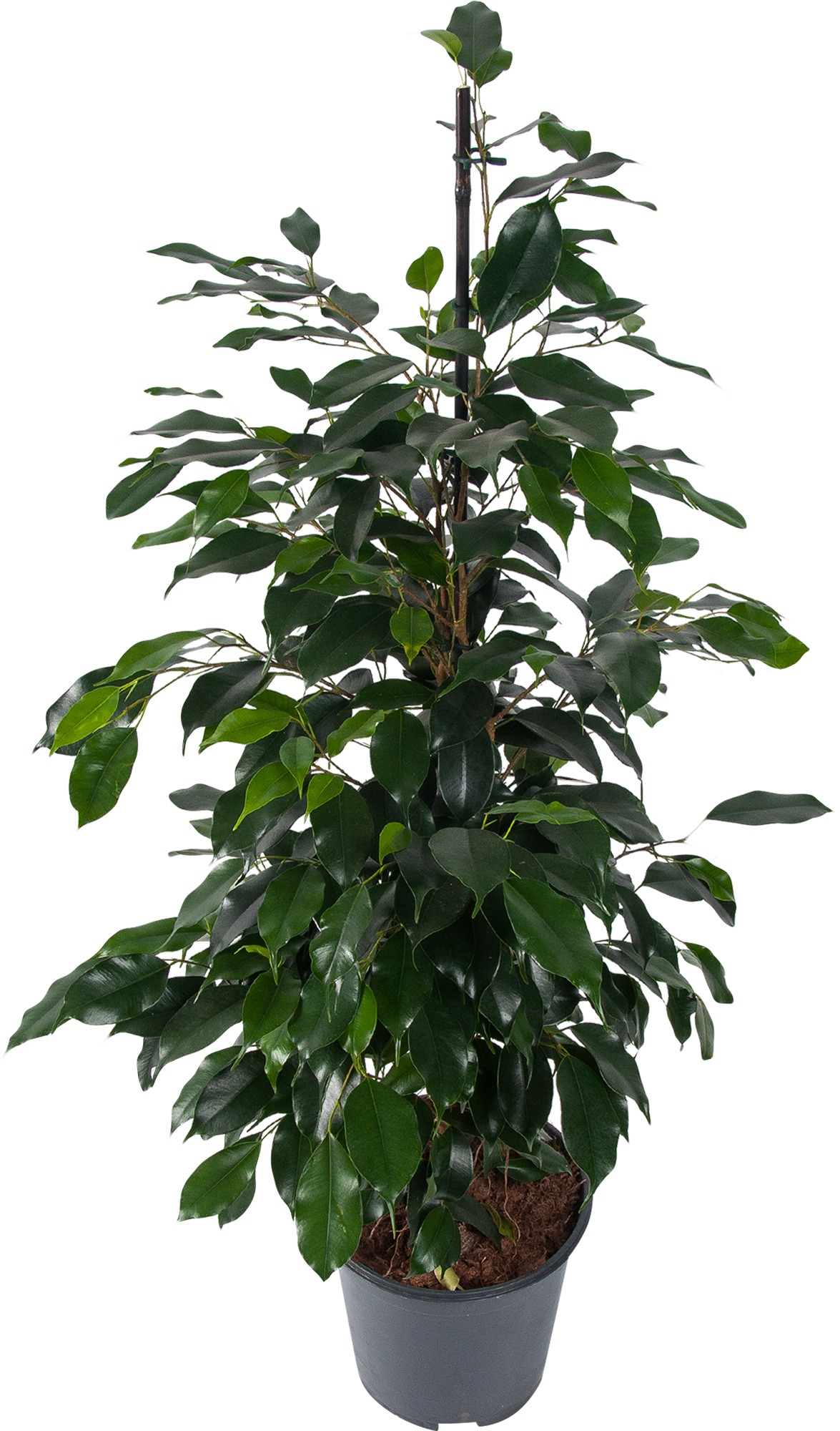 Изображение товара Фикус бенджамина Даниэль 21x100 см