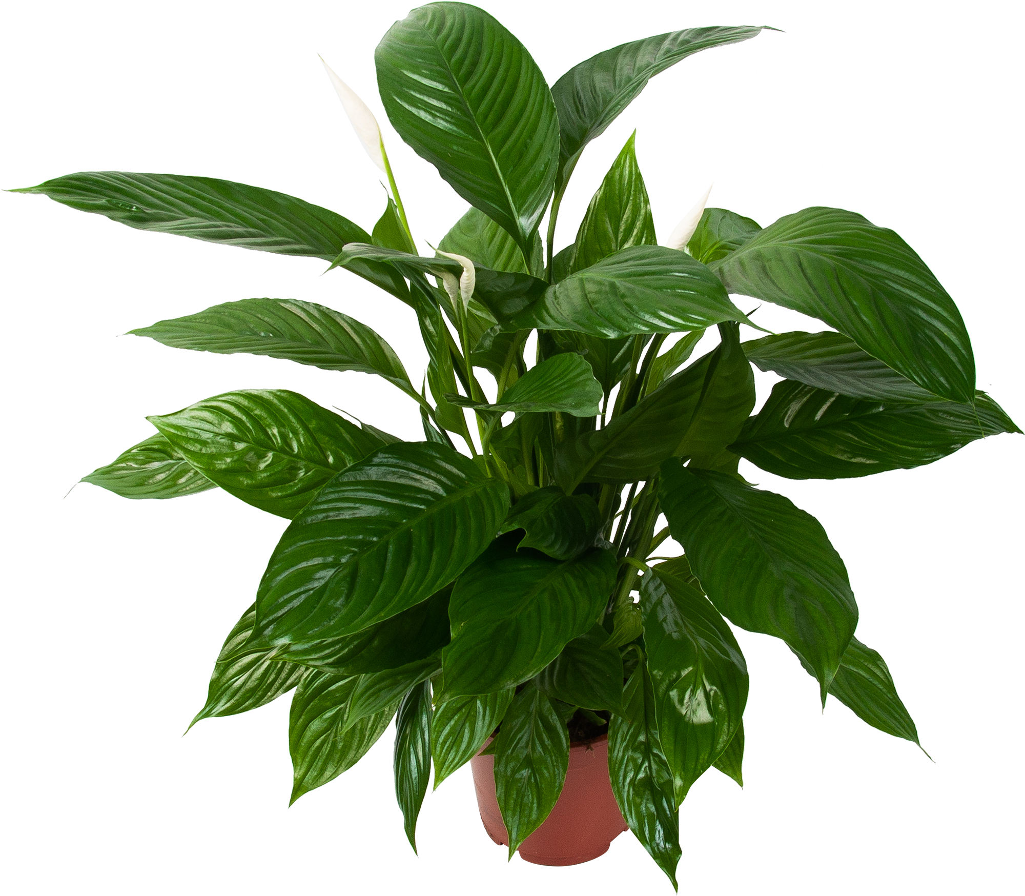 Изображение товара Спатифиллум Вивальди 17x80 см