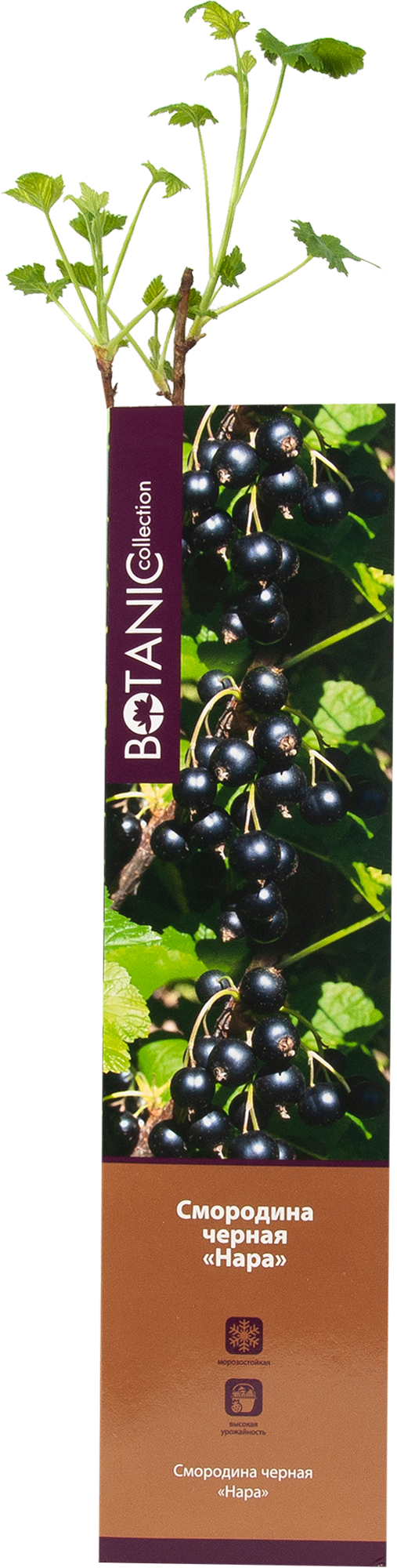 Изображение товара Саженец чёрной смородины BOTANIC COLLECTION Нара 2 года в тубе от производителя