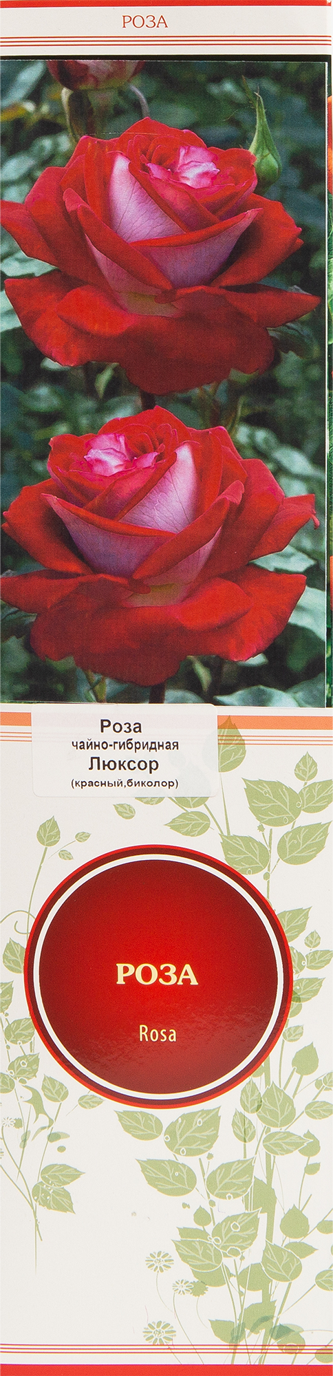 Изображение товара Роза чайно-гибридная Люксор для срезки и украшения сада