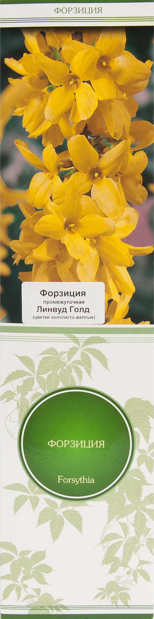Изображение товара Форзиция промежуточная Линвуд Голд Изображение товара Форзиция промежуточная Линвуд Голд