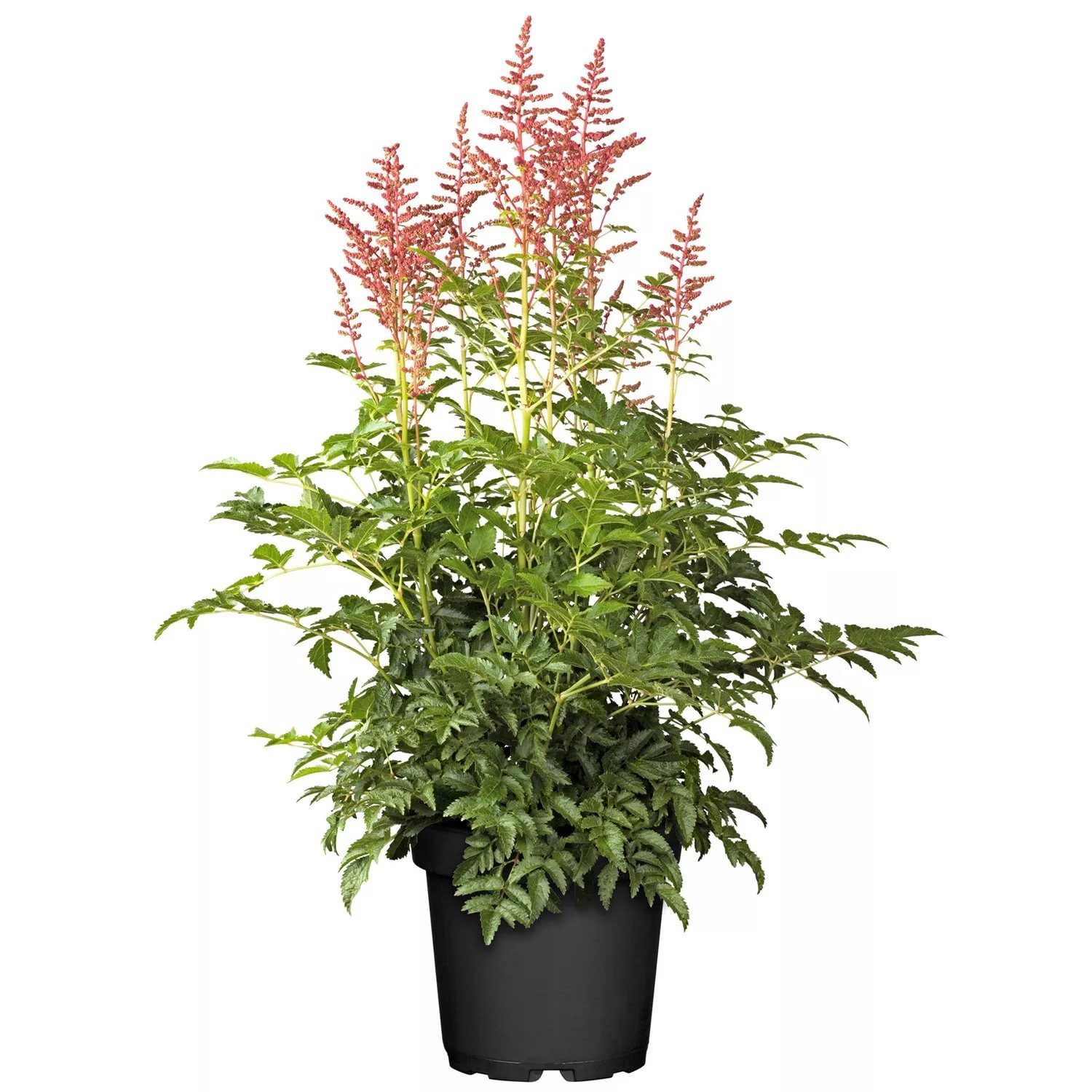 Изображение товара Астильба китайская 15x20 см