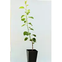 Изображение товара Груша «Таёжная» 1 год 12.5x30-50 см