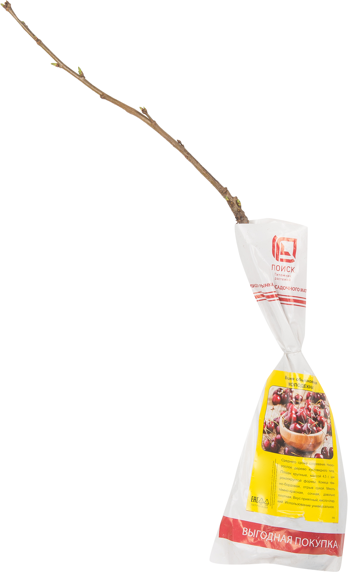 Изображение товара Вишня Молодежная с высоким урожаем и отличным вкусом, морозостойкая и транспортабельная