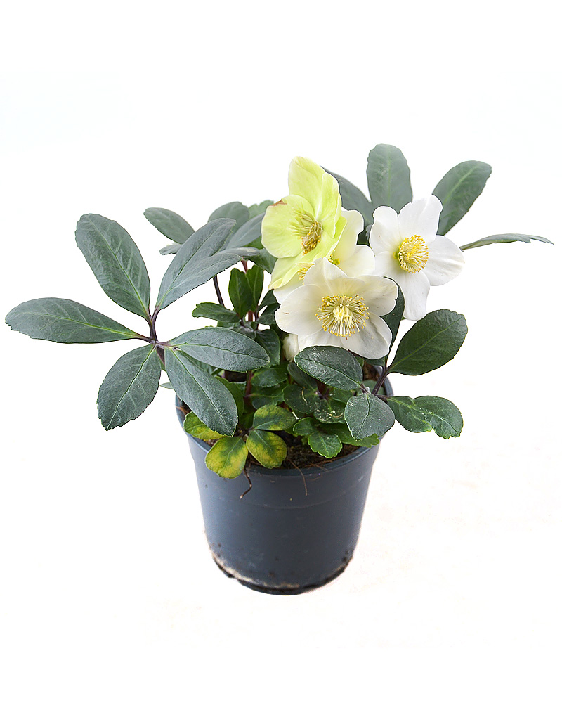 Изображение товара Хелеборус 9x15 см