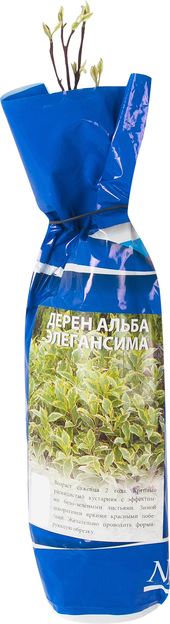 Изображение товара Дерен альба «Элегансима», пакет
