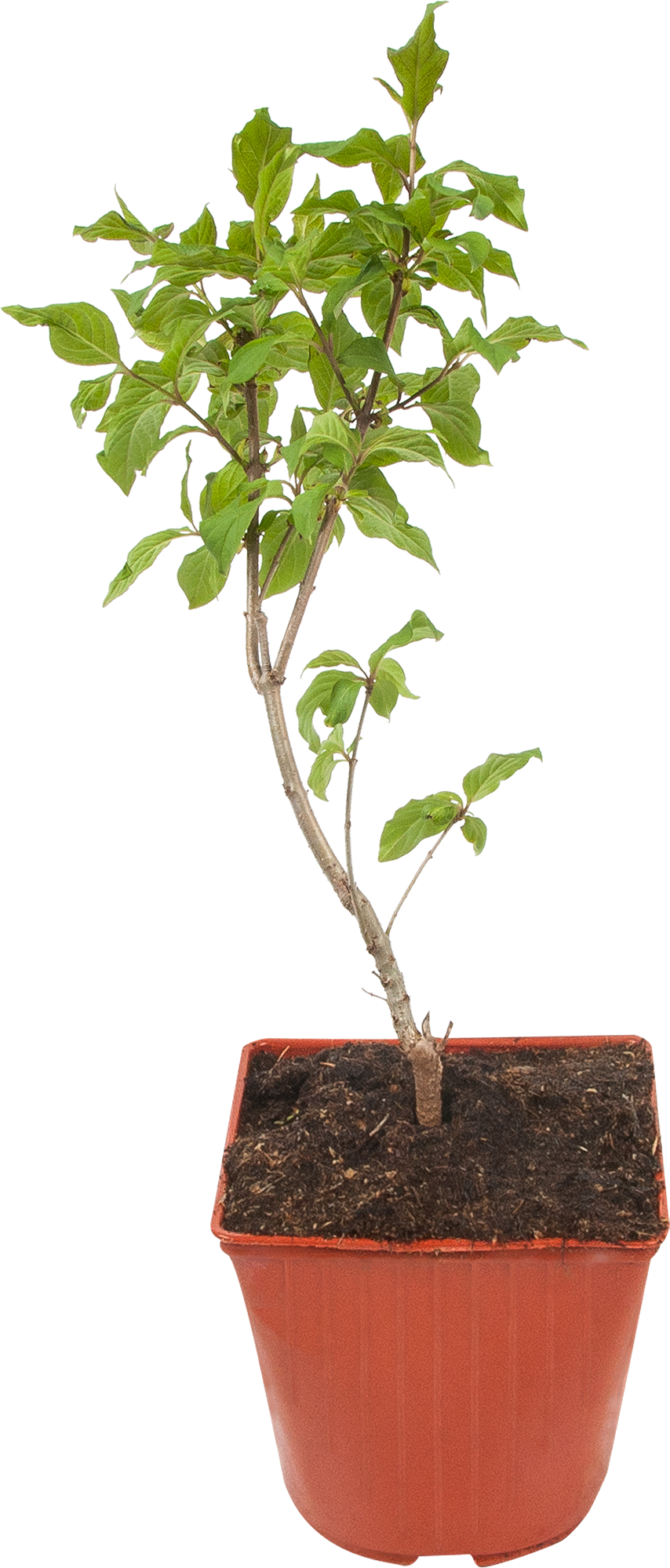 Изображение товара Сирень венгерская 15x40 см
