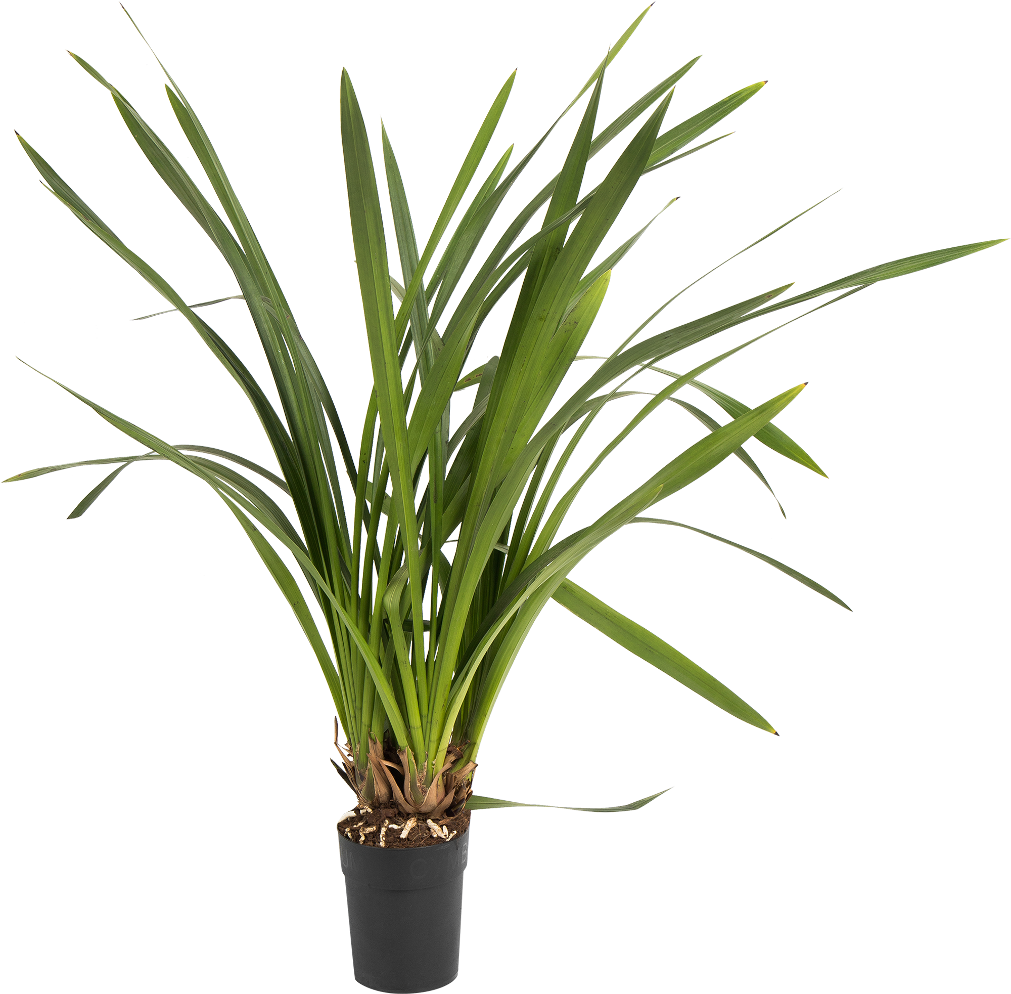 Изображение товара Цимбидиум 1 стрелка 14x85 см