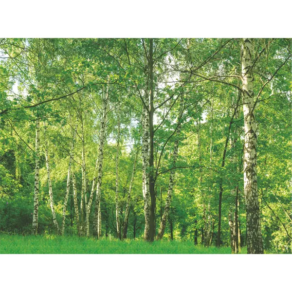 Фотообои Берёзовая роща бумажные 280x200 см