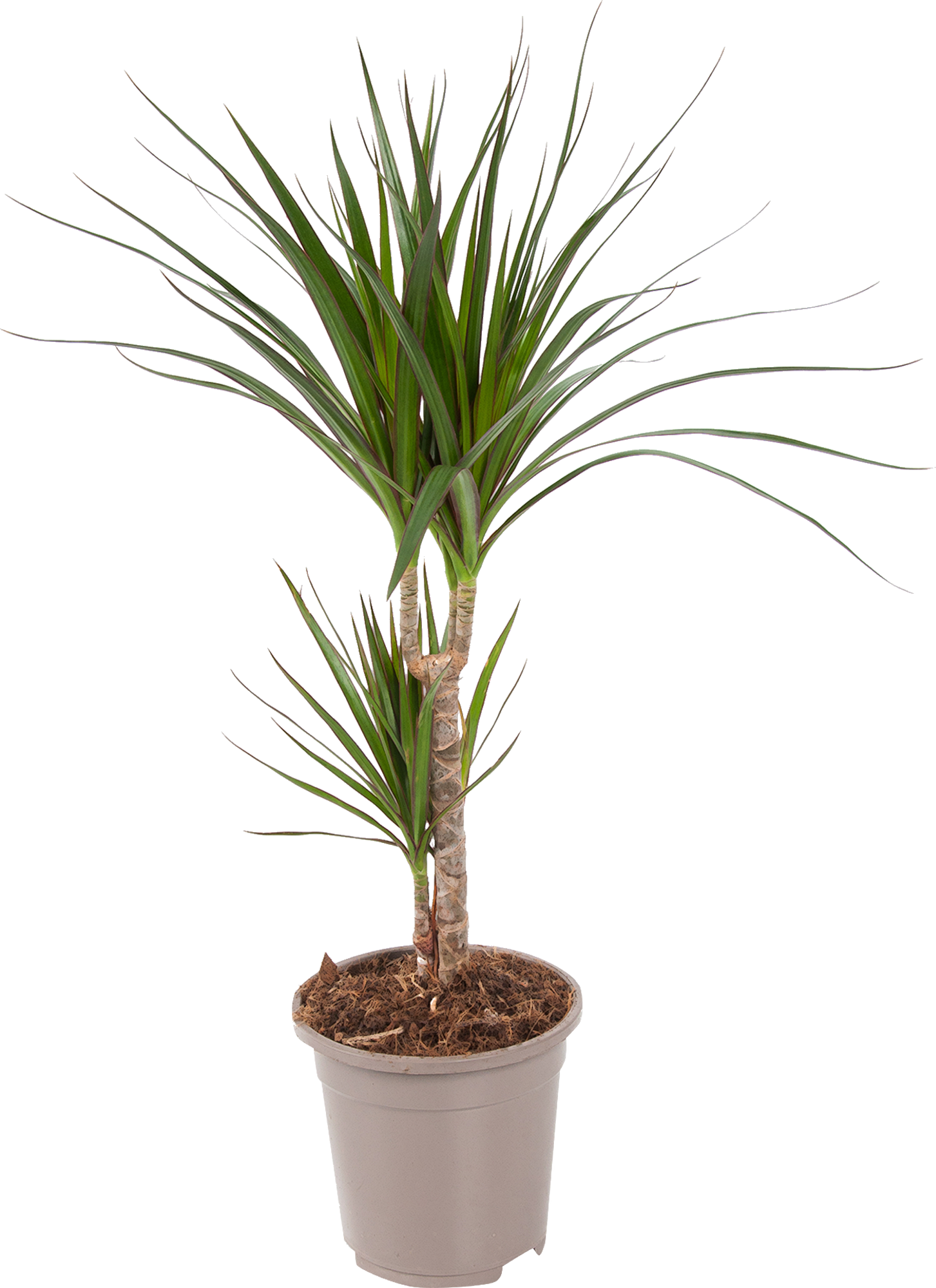 Изображение товара Драцена Маргината Тоеф 2 растения 17x80 см