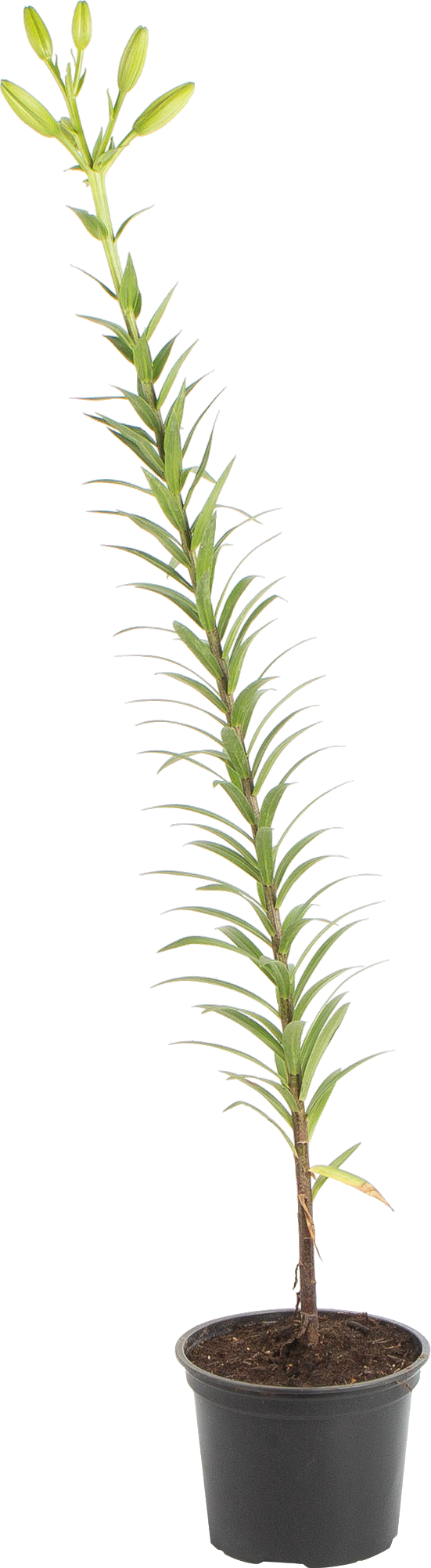 Изображение товара Лилия в сортах (V1.5л)