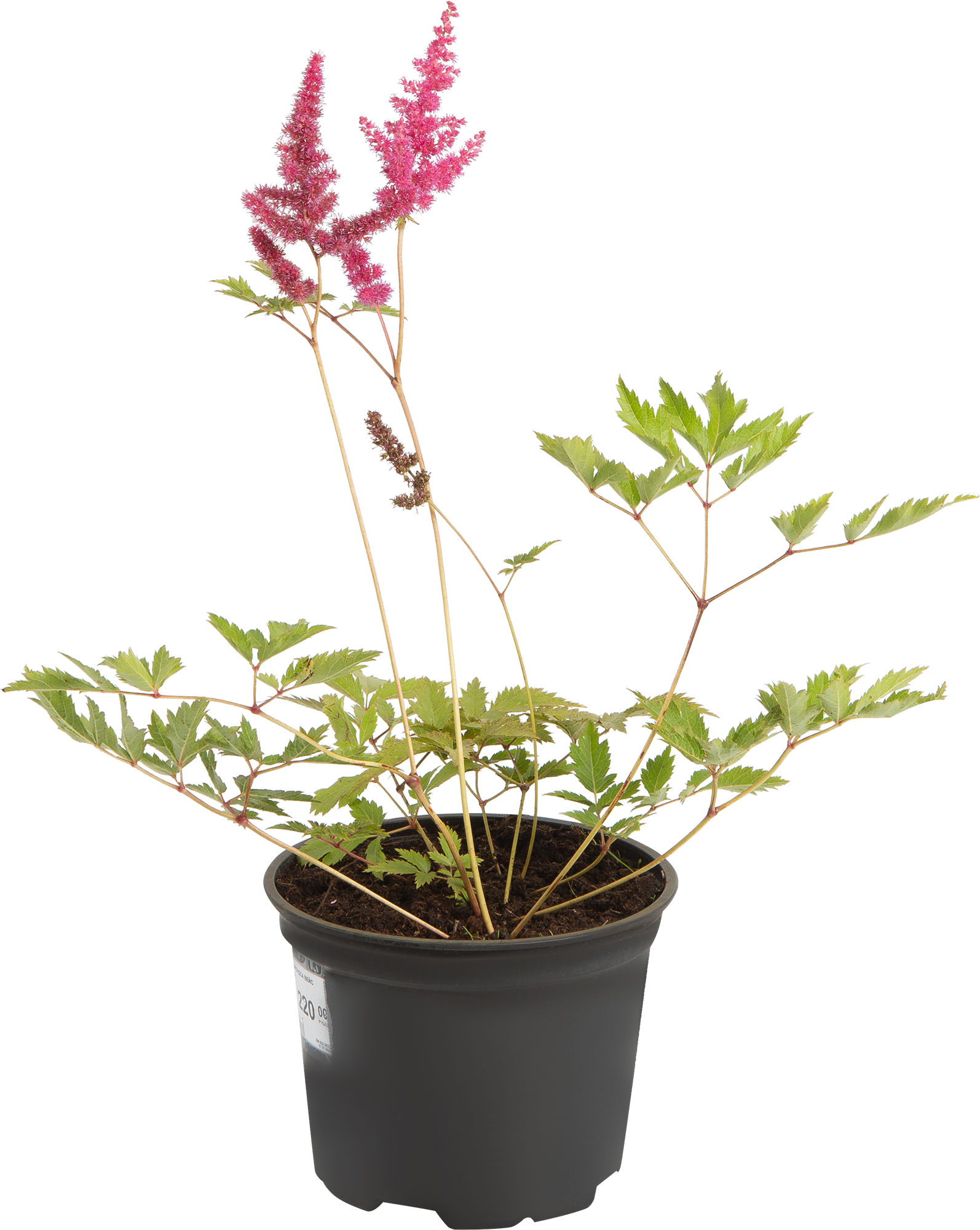 Изображение товара Астильба Арендса «Вейс Глория» 1.5 л h15 см