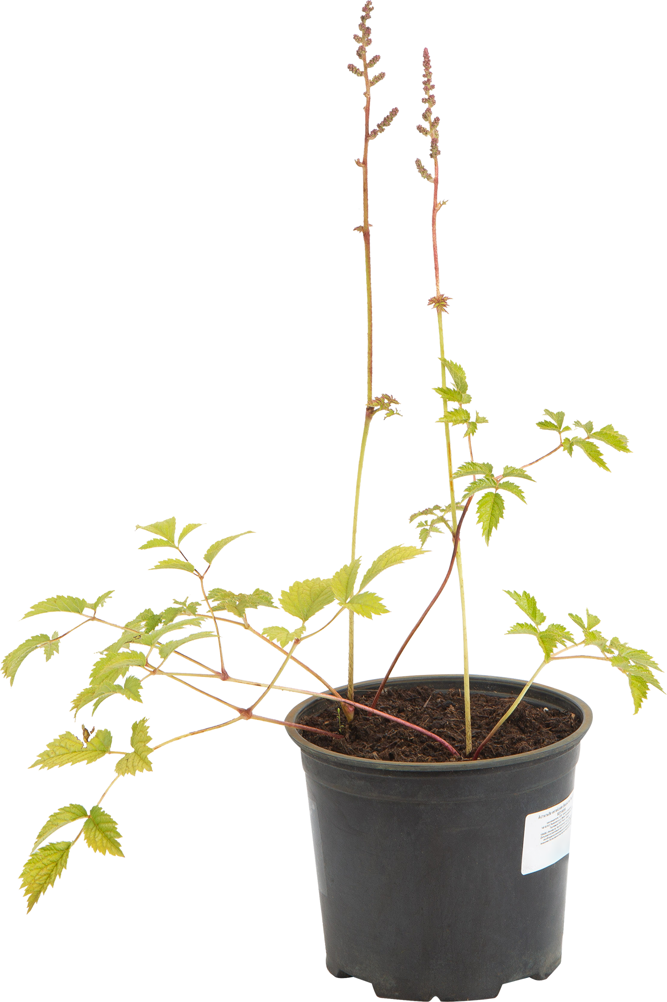 Изображение товара Астильба китайская «Вижнс Ин Ред» 1.5 л h15 см