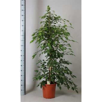 Изображение товара Фикус "Экзотика пирамида" 30x180 см