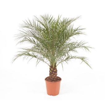 Изображение товара Финик "Робелена" 27x120 см