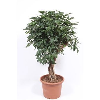 Изображение товара Шеффлера Компакта 45x150 см