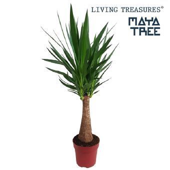 Изображение товара Юкка 24x100 см