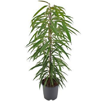 Изображение товара Фикус "Али" 21x105 см