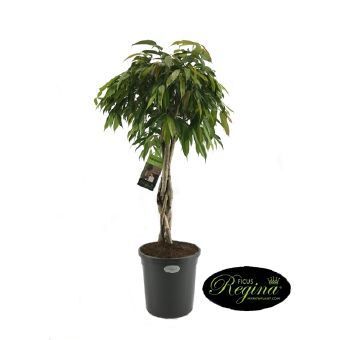 Изображение товара Фикус Амстел Кинг переплетенный 31x140 см