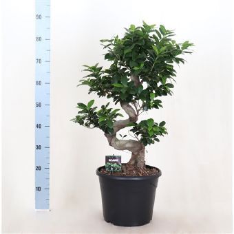 Изображение товара Фикус микрокарпа "S-type" 30x90 см