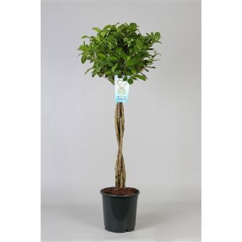 Изображение товара Фикус Микрокарпа 120 см, 24 см горшок