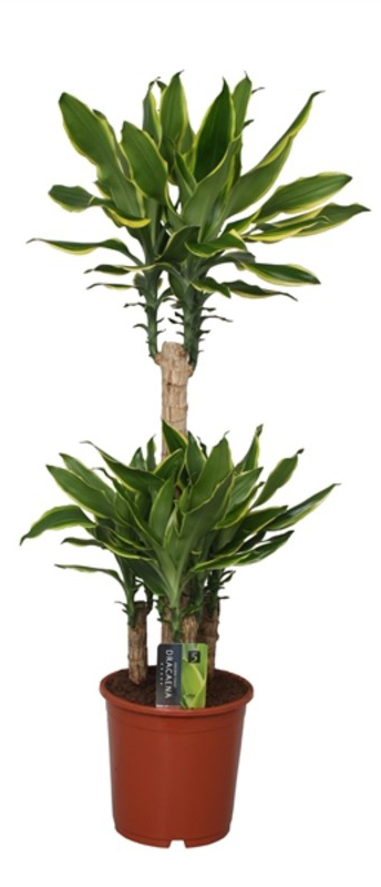 Изображение товара Драцена Голден Кост 21x90 см