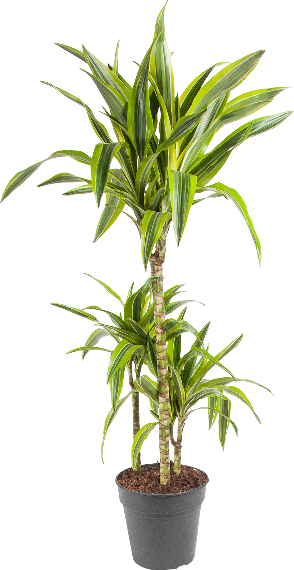 Изображение товара Драцена Лимон лайм 110 см декоративно лиственное комнатное растение