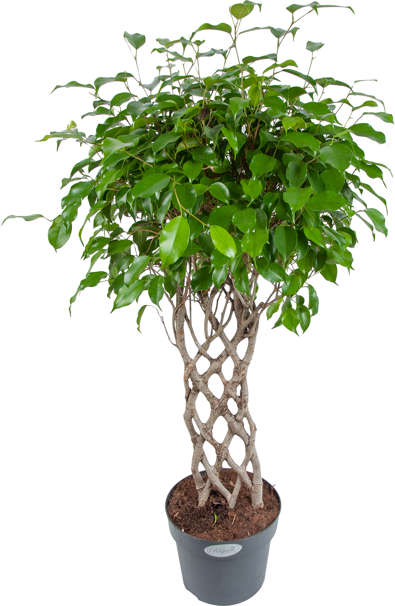 Изображение товара Фикус "Экзотика решетка" 24x100 см