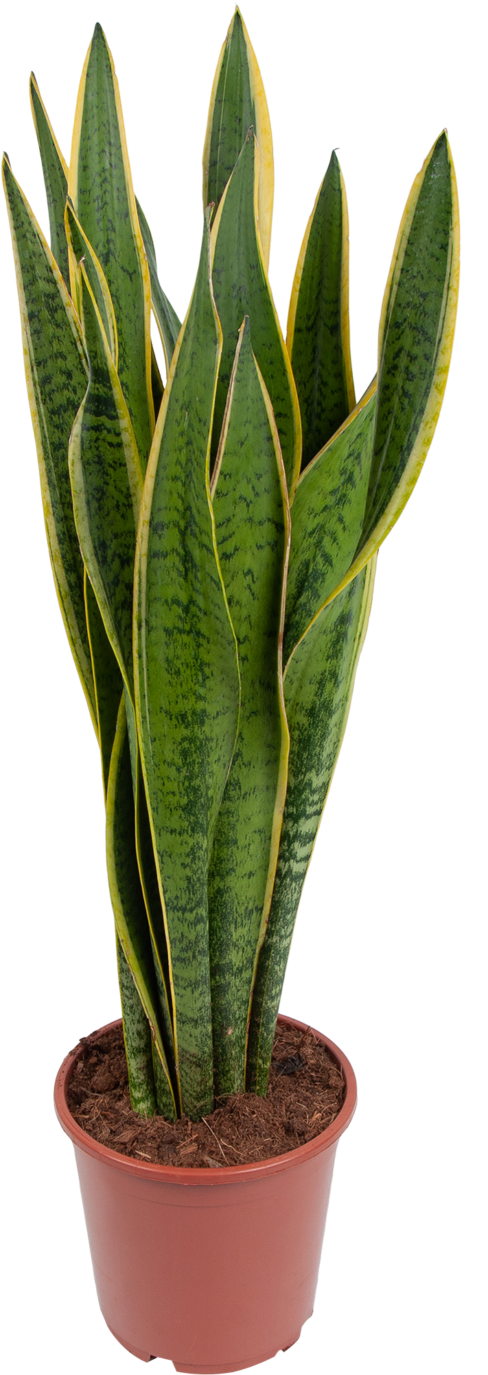 Изображение товара Сансевиерия "Лауренти" 21x80 см