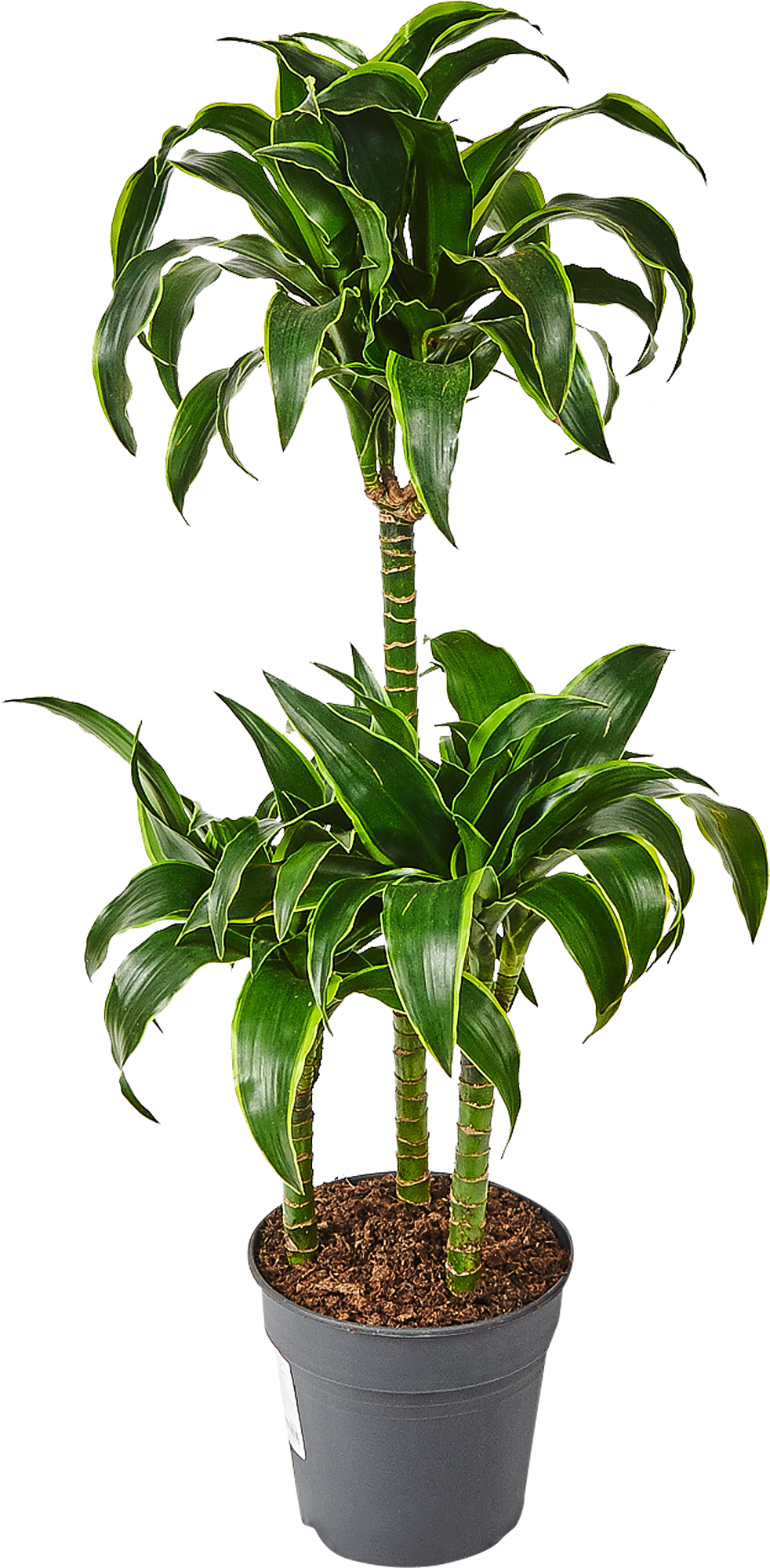 Изображение товара Драцена Дорадо 100 см — декоративно-лиственным растением для интерьера